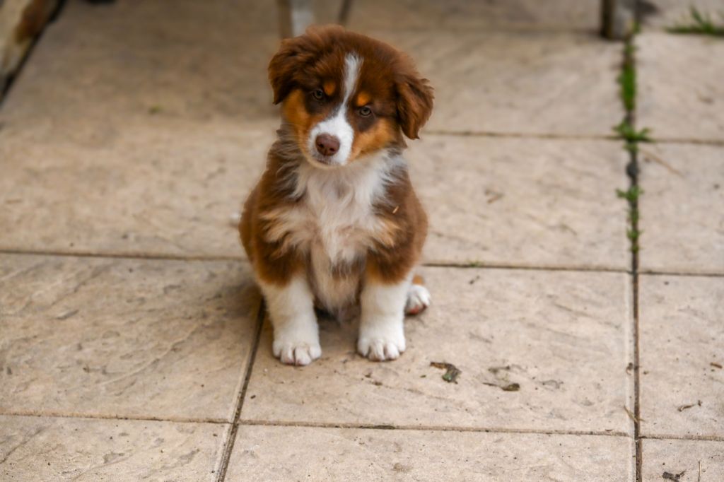Sabrina Martin - Chiots disponibles - Berger Américain Miniature 