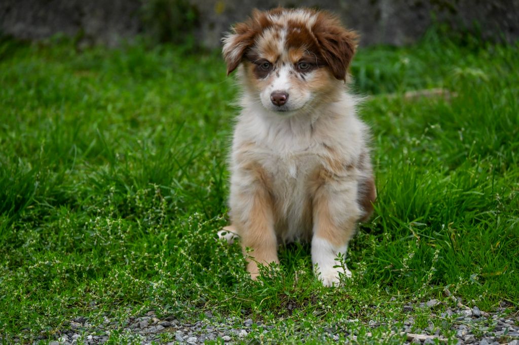 Sabrina Martin - Chiots disponibles - Berger Américain Miniature 
