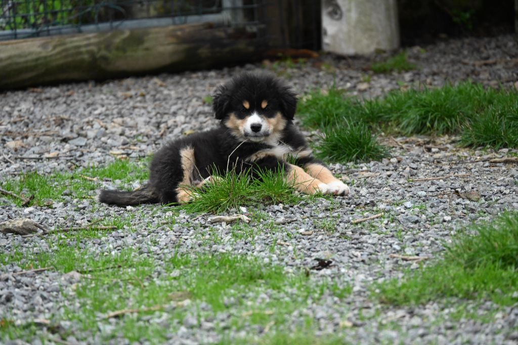 Sabrina Martin - Chiots disponibles - Berger Américain Miniature 